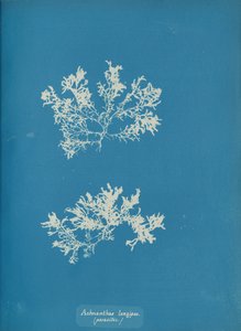 Achnanthes longipes, parasitair, ca. 1853 door Anna Atkins