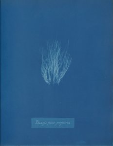 Bangia fusco-purpurea, ca. 1853