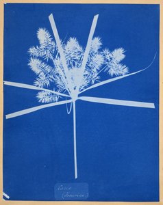 Carix (Amerika) door Anna Atkins