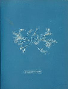 Ceramium ciliatum, ca. 1853 door Anna Atkins