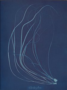 Chorda filum, ca. 1853 door Anna Atkins