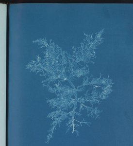Chylocladia kaliformis door Anna Atkins