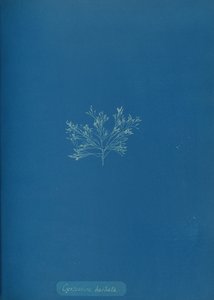 Cystoseira barbata, ca. 1853