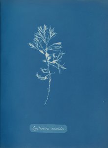 Cystoseira ericoides door Anna Atkins