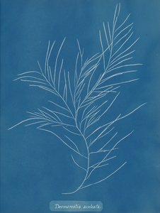 Desmarestia aculeata, ca. 1853 door Anna Atkins