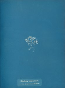 Diatoma marinum op Ceramium rubrum