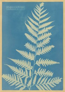 Dichsonia arborescens, Jamaica door Anna Atkins