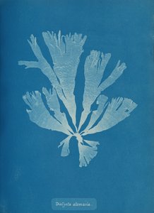 Dictyota atomaria, ca. 1853 door Anna Atkins