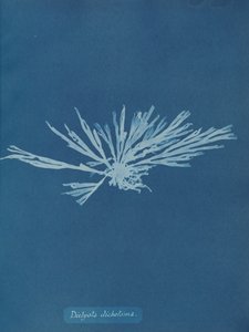 Dictyota dichotoma, ca. 1853 door Anna Atkins