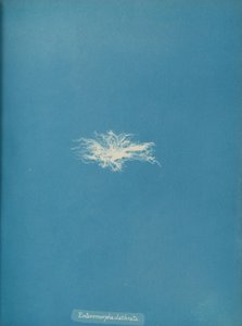 Enteromorpha clathrata