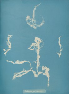 Enteromorpha ramulosa, ca. 1853 door Anna Atkins