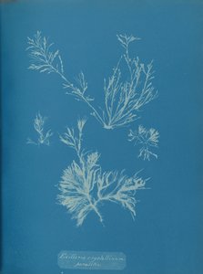 Exillaria crystallinum parasitair, ca. 1853 door Anna Atkins
