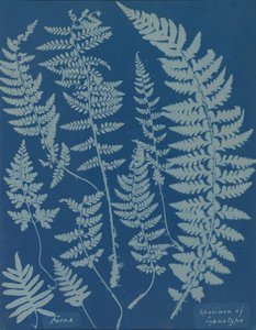 Varens. Specimen van Cyanotype, 1840s
