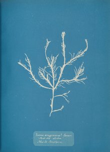 Fucus æruginosus Turner. Med. Zee Sisbon Nieuw voor Groot-Brittannië, ca. 1853