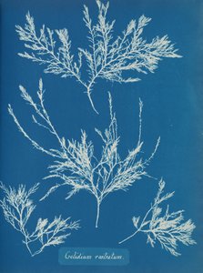 Gelidium rostratum door Anna Atkins
