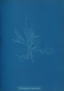 Gloisiphonia capillaris, ca. 1853