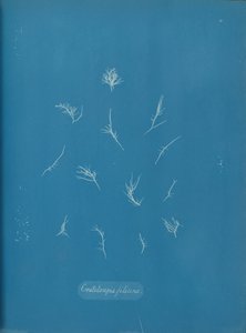 Grateloupia filicina, ca. 1853 door Anna Atkins