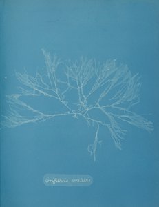 Griffithsia corallina, ca. 1853 door Anna Atkins