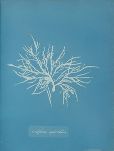 Griffithsia equisetifolia, ca. 1853 door Anna Atkins