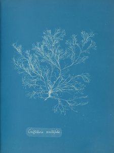 Griffithsia multifida, ca. 1853 door Anna Atkins