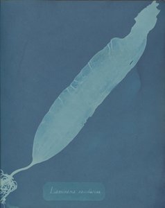Laminaria saccharina