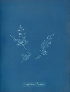 Polysiphonia Brodiæi, ca. 1853