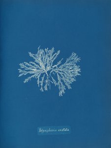 Polysiphonia cristata door Anna Atkins