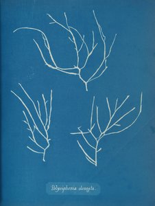 Polysiphonia elongata, ca. 1853