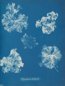 Polysiphonia fastigiata, ca. 1853