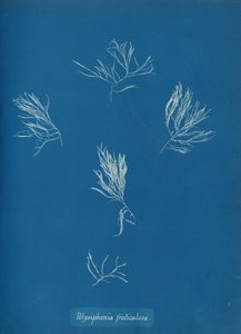 Polysiphonia fruticulosa door Anna Atkins