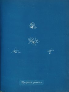 Polysiphonia parasitica