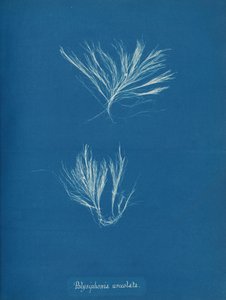 Polysiphonia urceolata, ca. 1853 door Anna Atkins