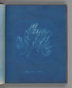 Polysiphonia violacea door Anna Atkins