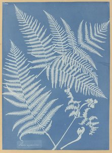 Pteris aquilina door Anna Atkins
