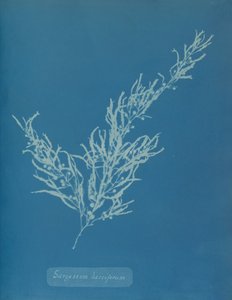Sargassum bacciferum door Anna Atkins