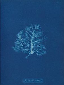 Sphacelaria scoparia, ca. 1853 door Anna Atkins