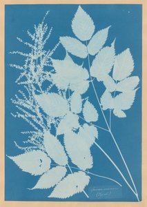  door Anna Atkins