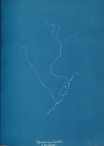 Sporochnius rhizodes ß paracloxa, ca. 1853