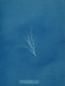 Striaria attenuata