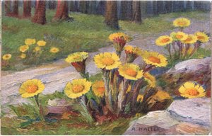 Klein hoefblad, ansichtkaart, 1940s