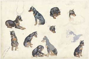 Studies van een hond door Anna Maria Kruijff