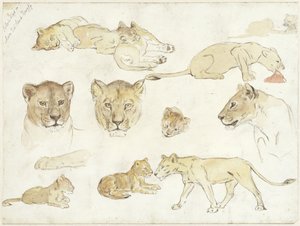 Studies van leeuwen door Anna Maria Kruijff