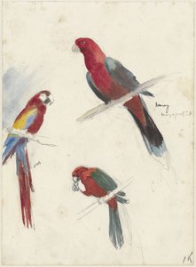 Studies van papegaaien door Anna Maria Kruijff