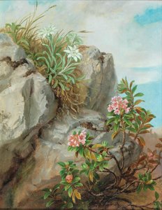 Alpine rozen door Anna Stainer Knittel