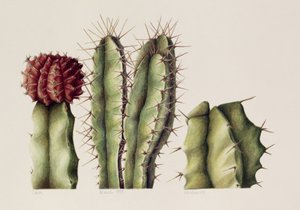 Cactussen, 1999