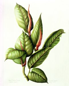Rubberplant, 1999 door Annabel Barrett