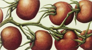 Tomatenrank, 1999 door Annabel Barrett