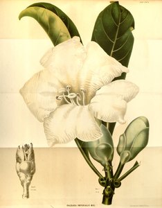 Fagraea imperialis door Annales Musei botanici lugduno batavi