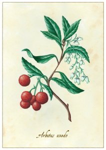 Arbutus unedo