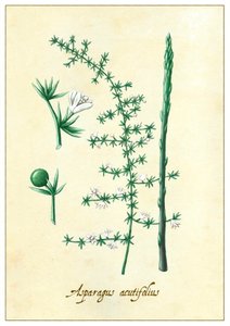 Asparagus Acutifolius door Annalisa Morrocco